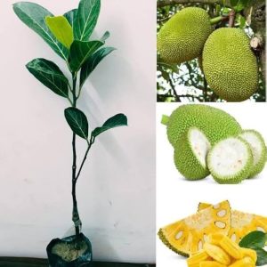 Jackfruit Tree Seedling