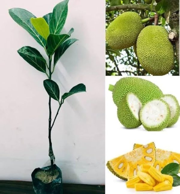 Jackfruit Tree Seedling
